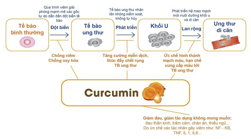 TÁC DỤNG CỦA CURCUMIN TRONG TINH BỘT NGHỆ